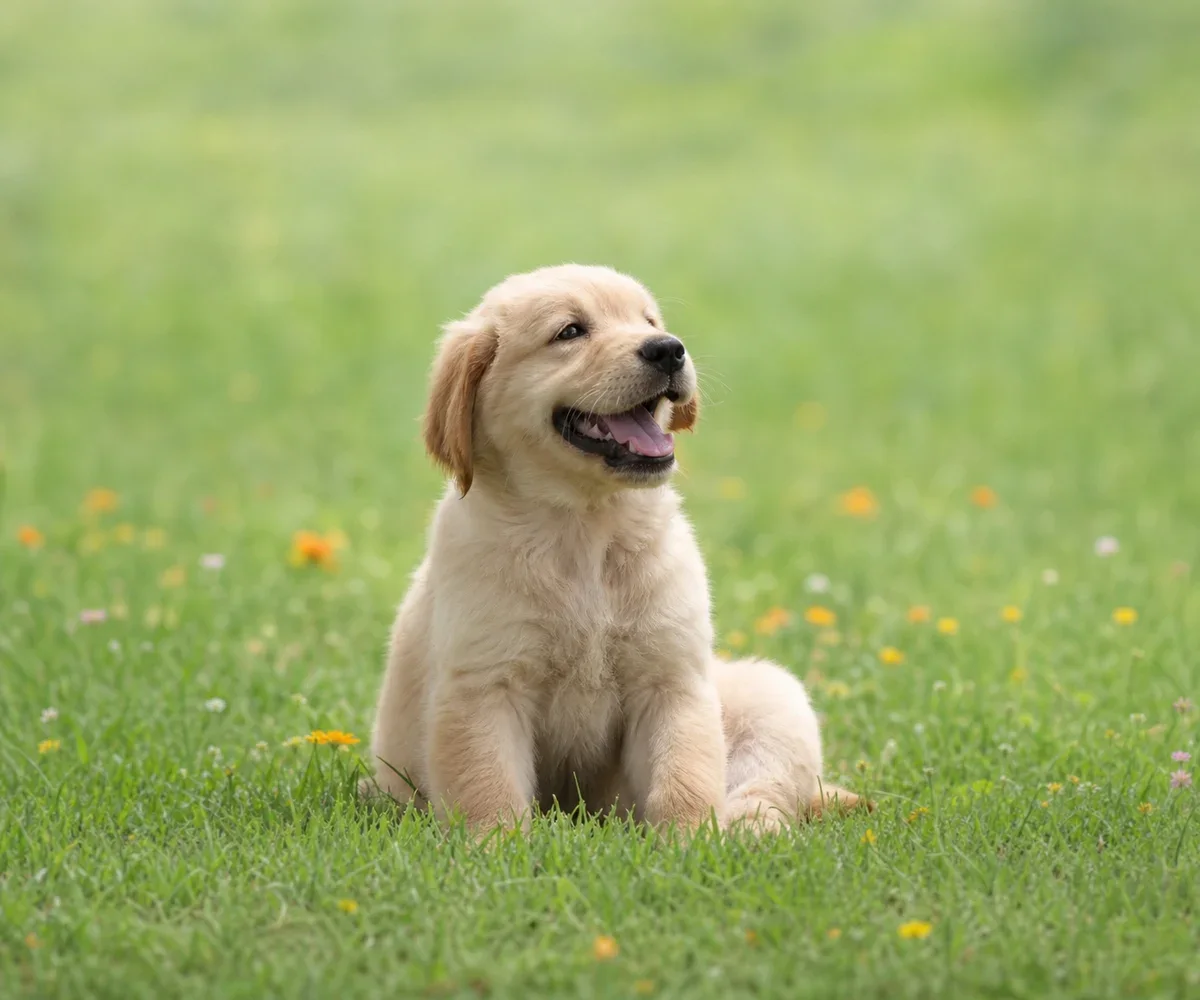 Golden retriever puppy portrait preview